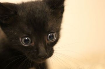 マンチカン(短足)【千葉県・男の子・2020年6月7日・ブラック（ショート）】の写真「極短足　イケメンで甘ったれな男の仔」