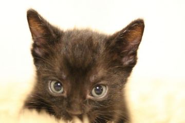 マンチカン(長足)【千葉県・男の子・2020年7月27日・ブラック（ショート）】の写真「イケメンおっとりな男の仔」