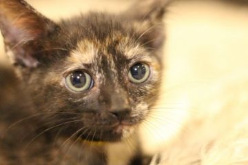 マンチカン(短足)【千葉県・女の子・2020年6月7日・トーティシェル（ショート）】の写真「社交性抜群のかわいい女の子」