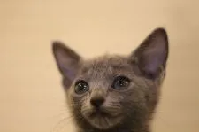 ロシアンブルー【千葉県・女の子・2021年5月9日・ブルー】の写真1「7/2　撮影」