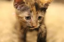 マンチカン(長足)【千葉県・女の子・2020年6月7日・トーティシェル】の写真1