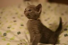 ロシアンブルー【千葉県・男の子・2017年5月16日・ブルー】の写真2「6月14日撮影」