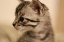 マンチカン(長足)【千葉県・男の子・2021年3月13日・シルバータビー】の写真2