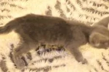 ロシアンブルー【千葉県・女の子・2021年5月9日・ブルー】の写真3「7/2　撮影」