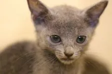 ロシアンブルー【千葉県・女の子・2021年5月9日・ブルー】の写真4