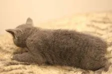 ロシアンブルー【千葉県・女の子・2020年7月2日・ブルー】の写真4