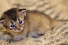 ソマリ【千葉県・男の子・2020年12月5日・ルディ】の写真5