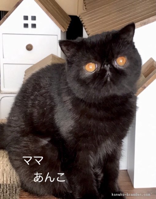 あんこママ｜森本　善房(もりもと　よしふさ)ブリーダー(和歌山県・エキゾチックショートヘア・CFA登録)の紹介写真6