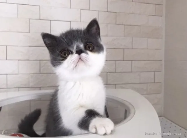 ID：2105-02125の子猫