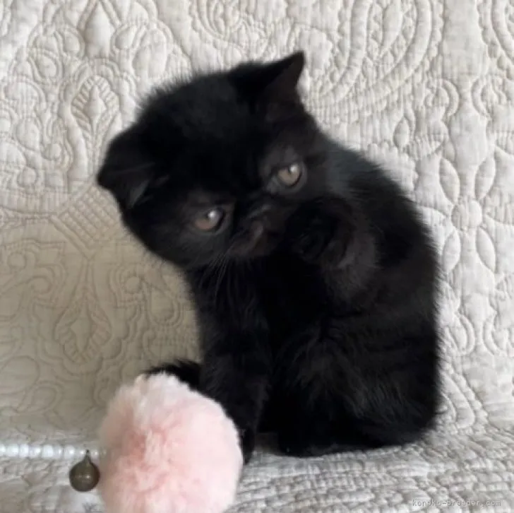 ID：2303-01525の子猫