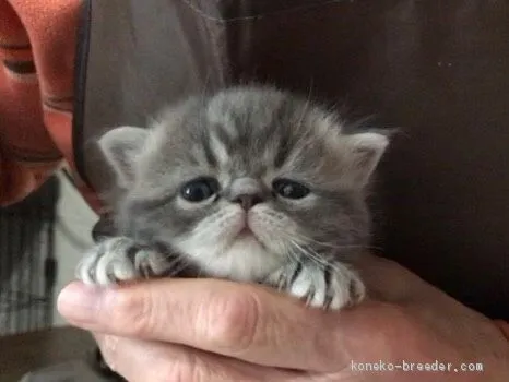 ID：2012-01336の子猫