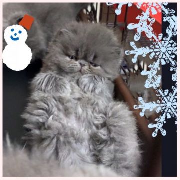 エキゾチックショートヘア【和歌山県・女の子・2020年11月18日・ブルー(ロング??セミロング??)（モッフモフふわふわ✨）】の写真「まるで歩くぬいぐるみです❤」