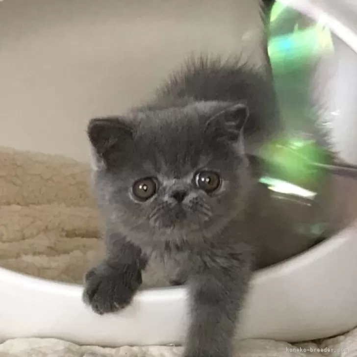 ID:2507-02269の子猫