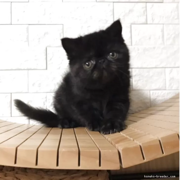 ばらぼん 様のお迎えした子猫