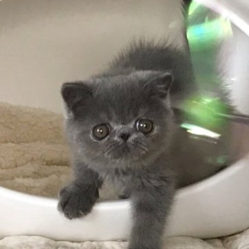 エキゾチックショートヘア【和歌山県・男の子・2025年5月14日・ブルーソリッド】の写真「人懐っこい甘えたの男の子。」