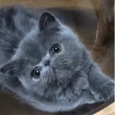 エキゾチックショートヘア