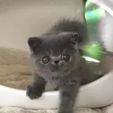 エキゾチックショートヘア