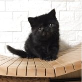 エキゾチックショートヘア