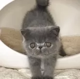 エキゾチックショートヘア【和歌山県・男の子・2025年5月14日・ブルー】の写真5