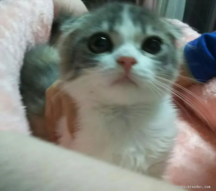 ID：1706-00371の子猫