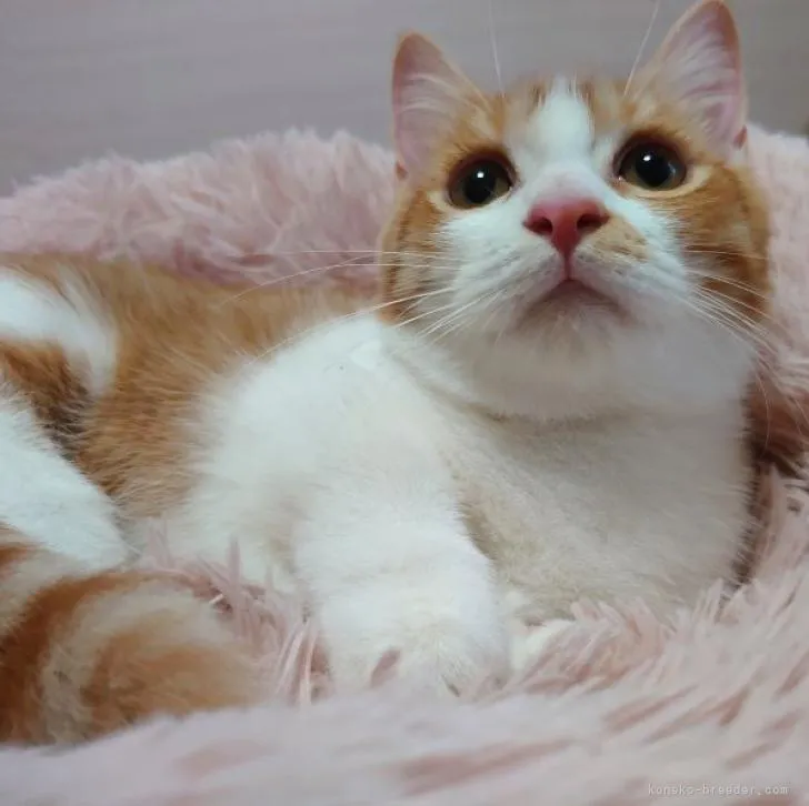 マンチカン(短足)【愛知県・男の子・2022年9月17日・レッドタビー&amp;ホワイト】の写真1