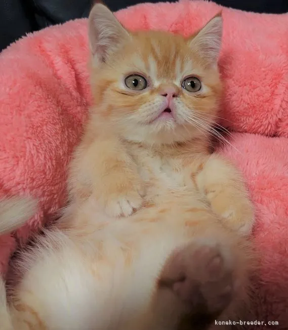 ID:2201-00944の子猫