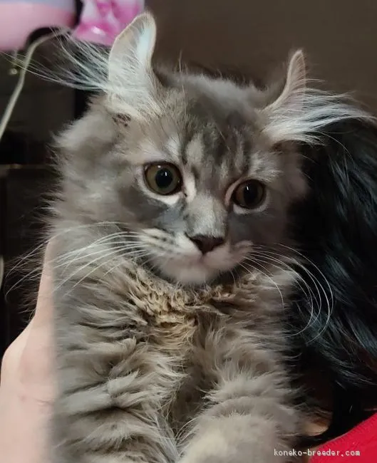 さや 様のお迎えした子猫