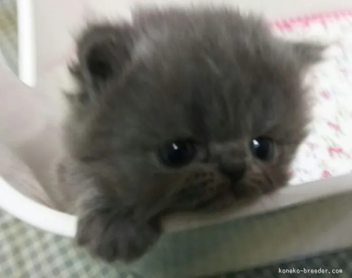 ID:1511-00389の子猫