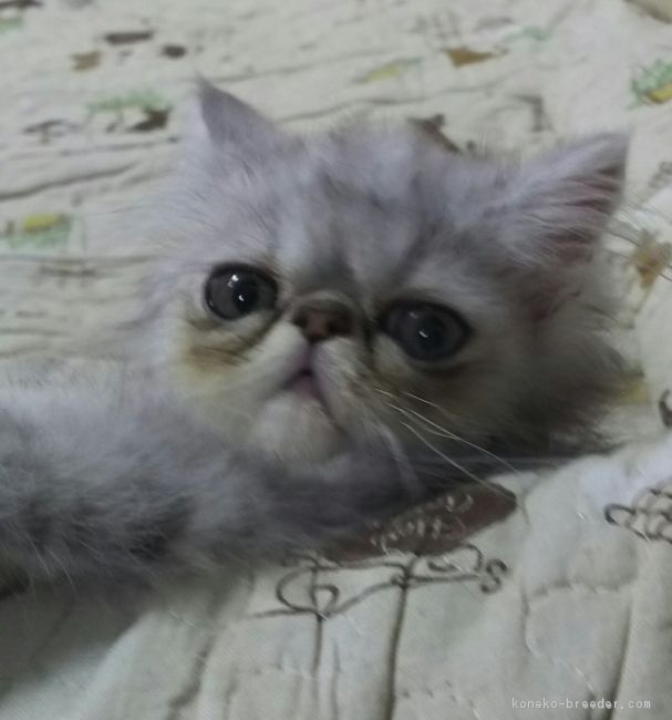 ID:1710-00544の子猫
