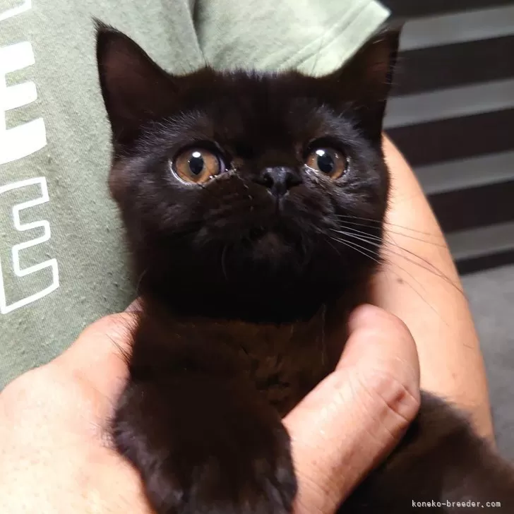 ID：2409-02944の子猫