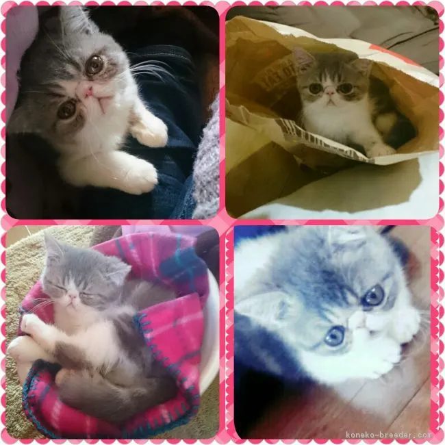 ID:1602-00171の子猫