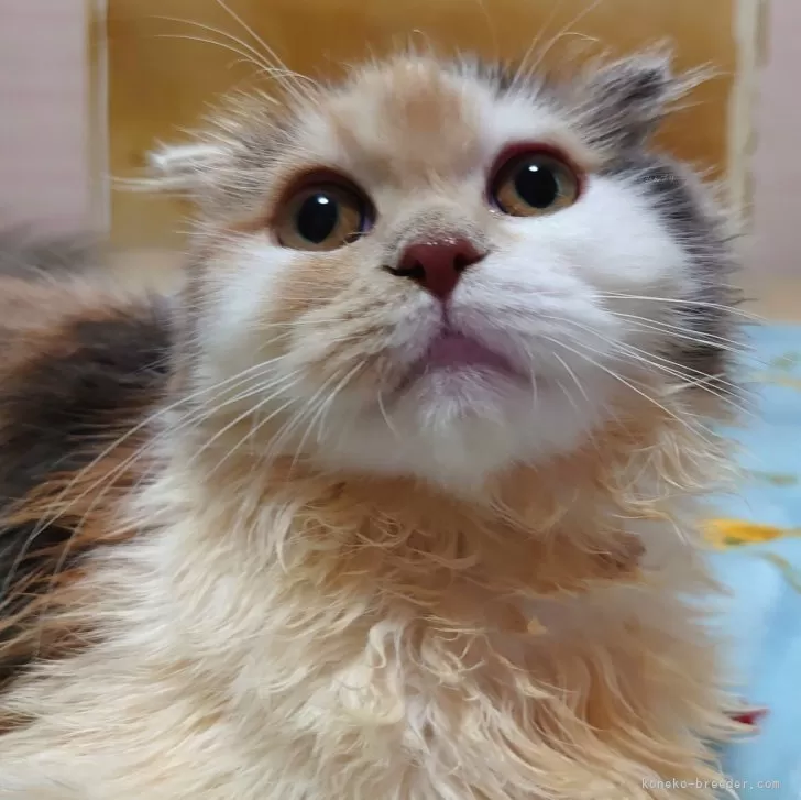 ID:2405-03406の子猫