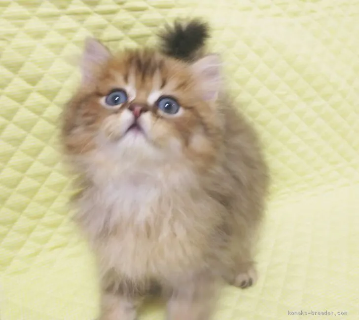 ID：1908-01862の子猫