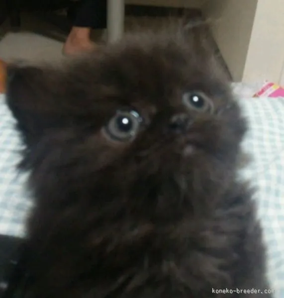 ID:1506-00431の子猫