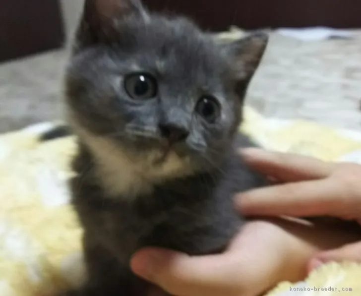 tanaxaya 様のお迎えした子猫