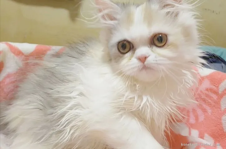 ID：1903-00690の子猫