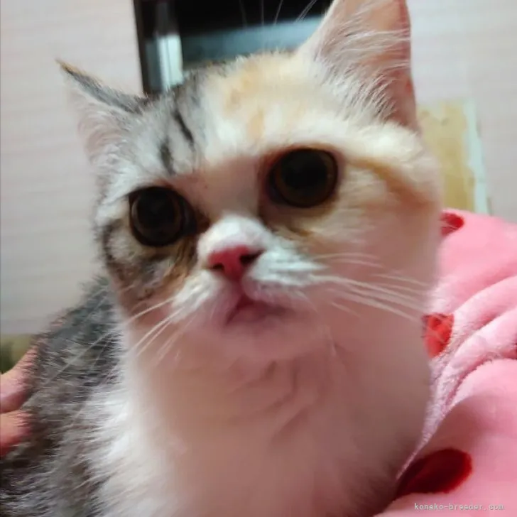 ID：2310-00952の子猫