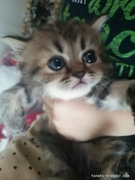 ID:1507-00180の子猫