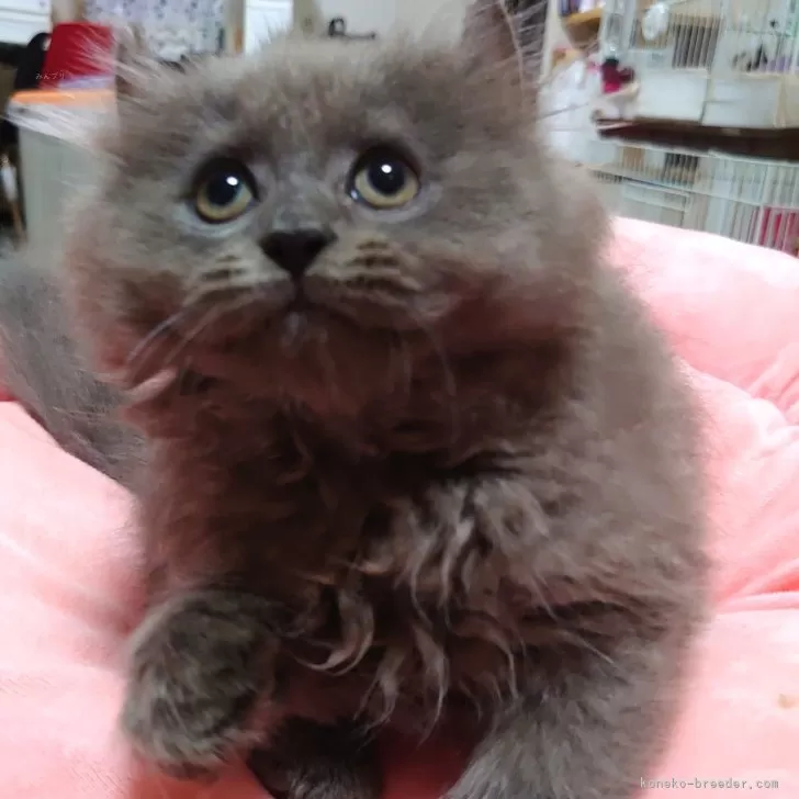ID:2408-00060の子猫