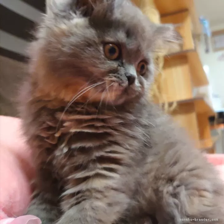 ID：2409-00639の子猫