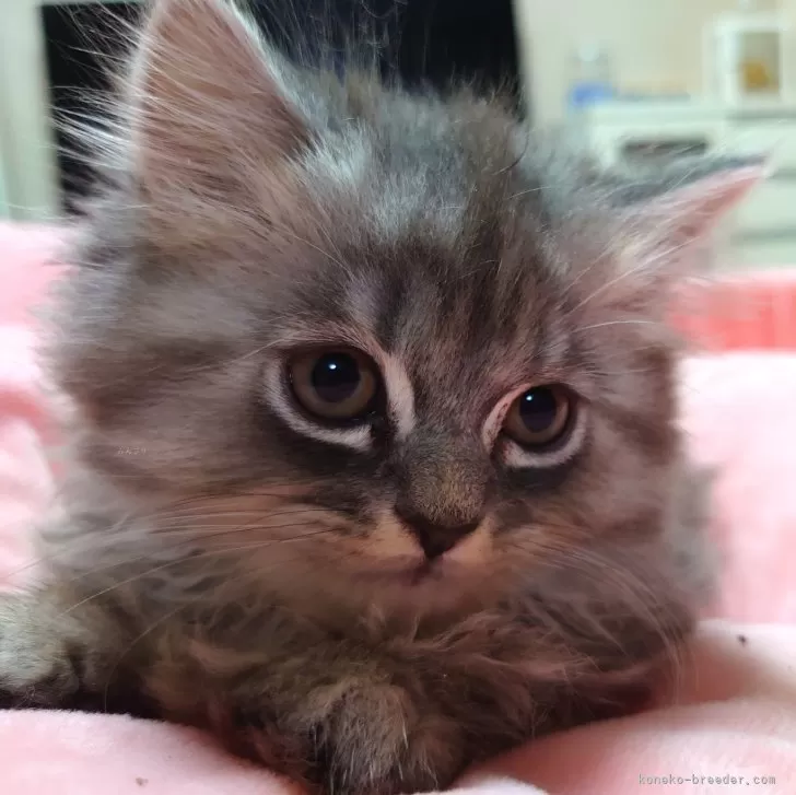 ID:2408-02118の子猫