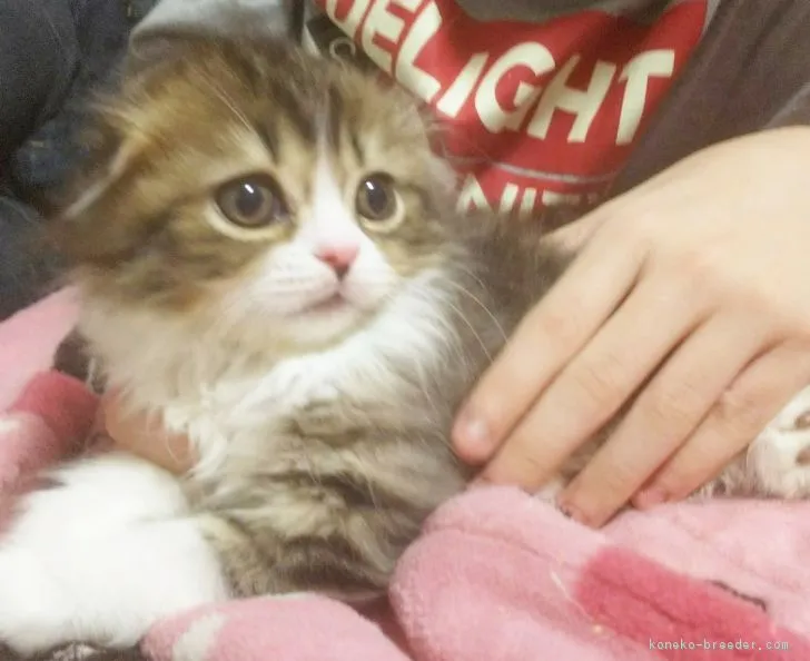 パンダーZ 様のお迎えした子猫