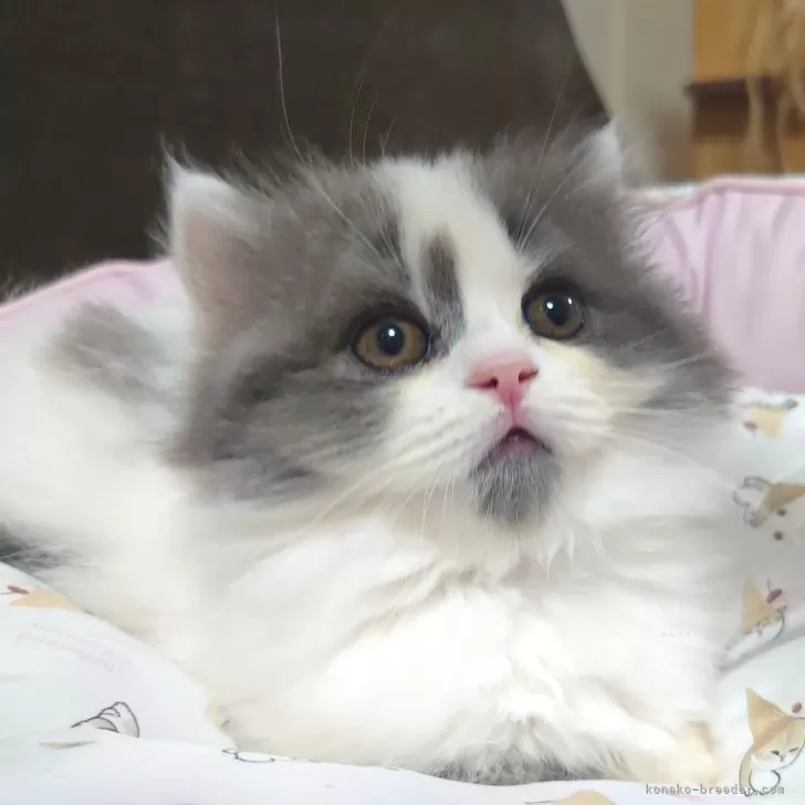 ID:2406-02847の子猫