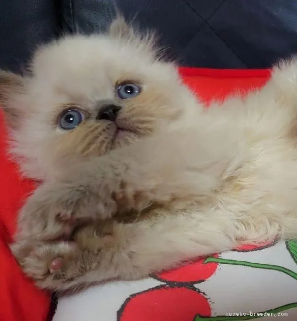ID:2108-02157の子猫