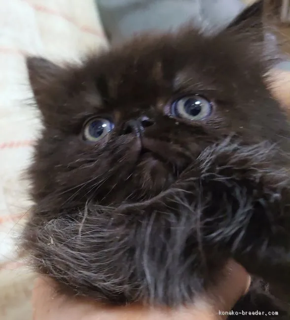 モニカ 様のお迎えした子猫