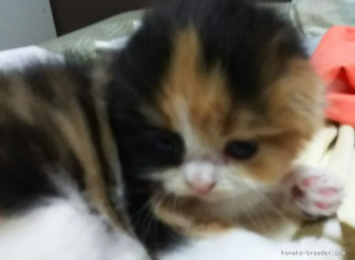 ID：1511-00388の子猫