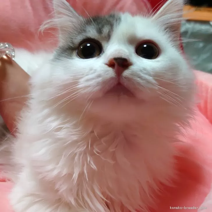 ID：2403-01027の子猫