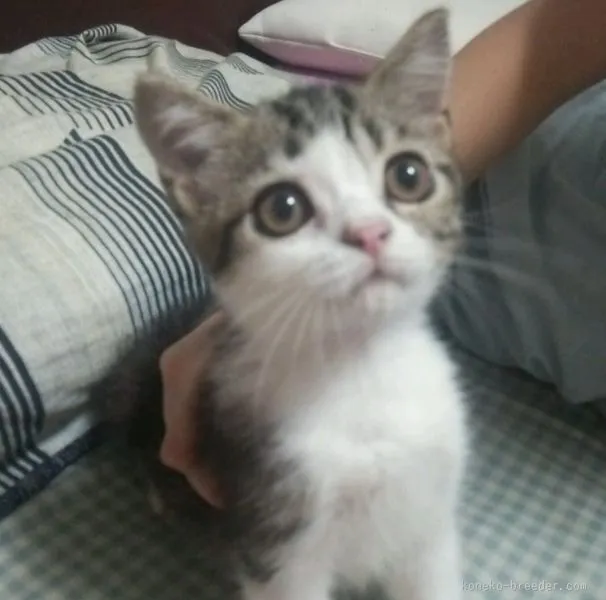 ID:1506-00548の子猫