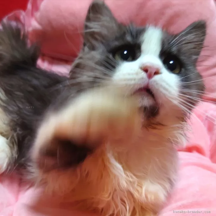ID:2410-00722の子猫
