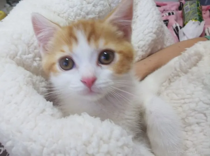 あき 様のお迎えした子猫